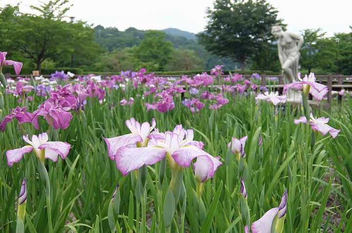 Akashina