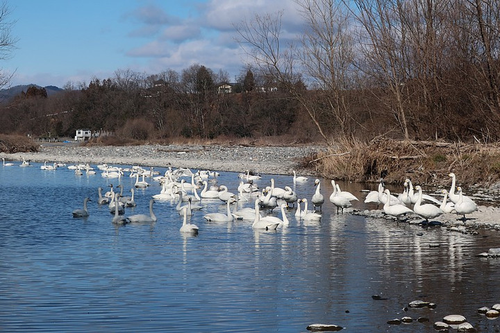 Swan
