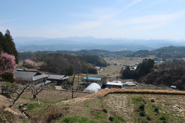 Miho