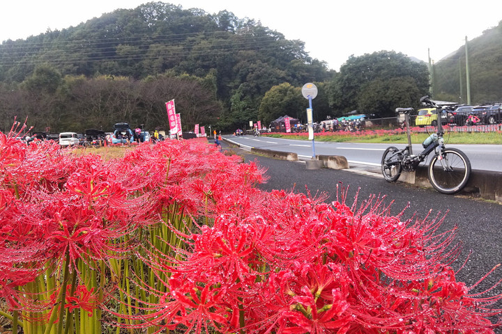 Lycoris