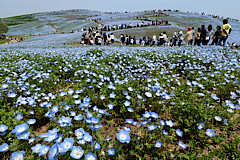国営ひたち海浜公園のネモフィラ