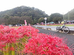 東秩父ふれあい広場の曼珠沙華