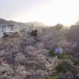 津山城鶴山公園の夕桜